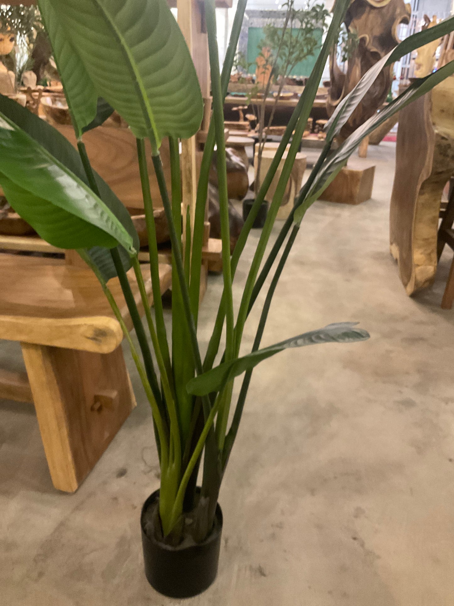 Banana tree