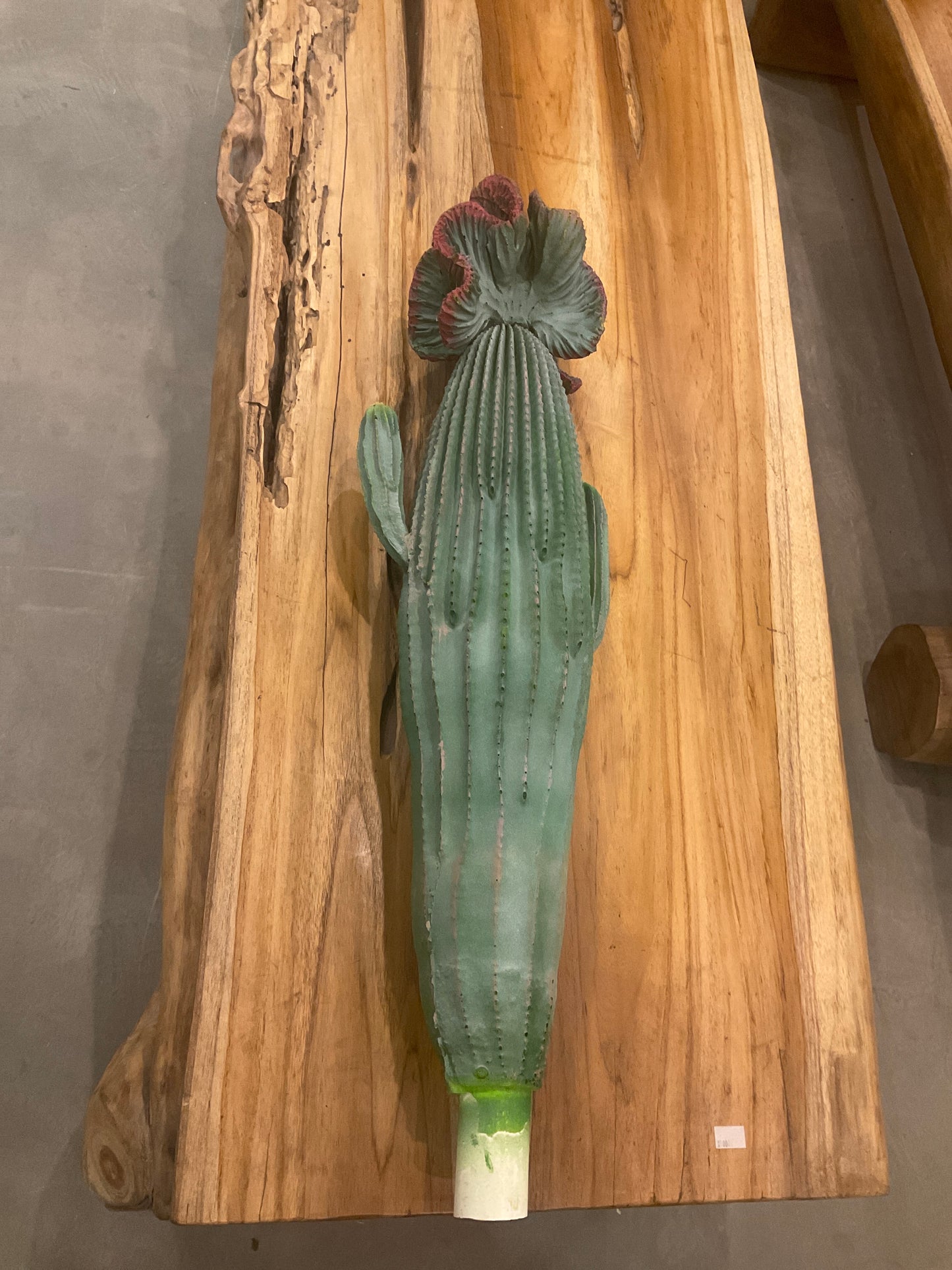 صباره حجم وسط بدون أصيص art home