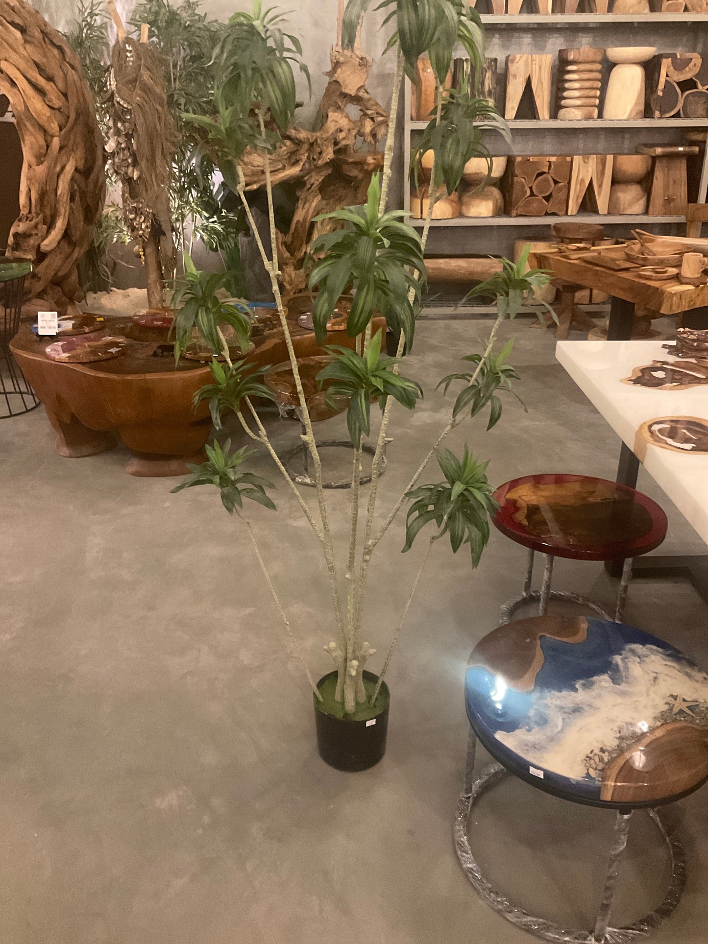 شجرة استوائية ٢