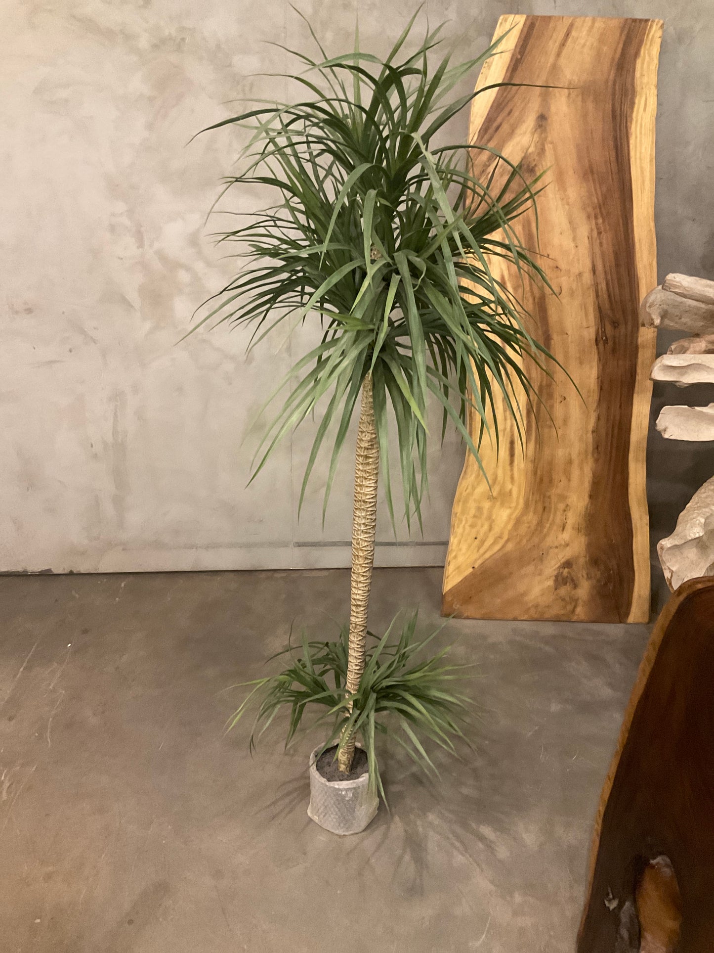 Plant 37