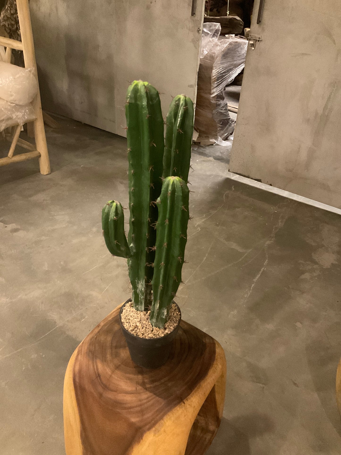 Cactus C17
