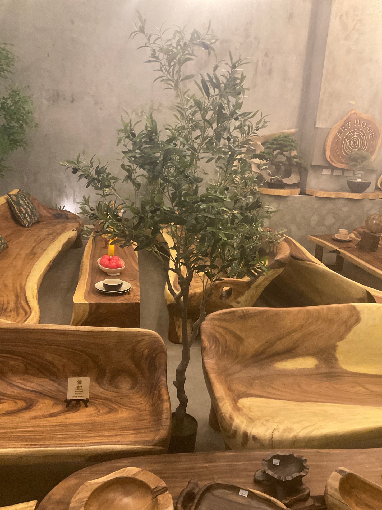 شجرة زيتون ٢