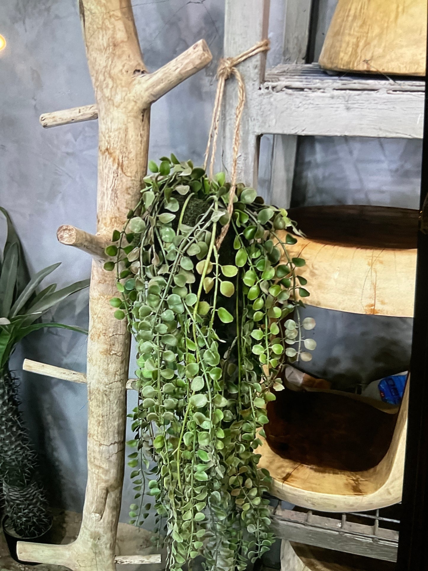 نبات معلق صغير