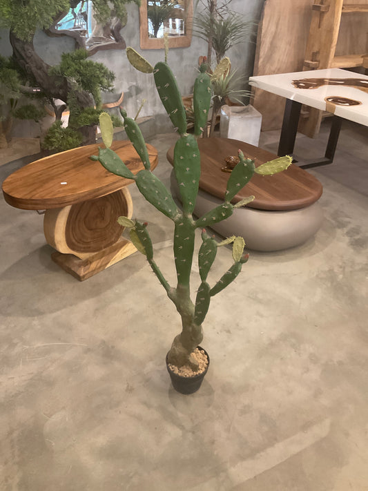 صبار شكل متفرع