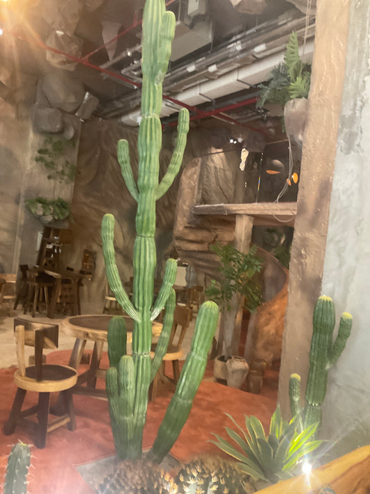 صبارة 255