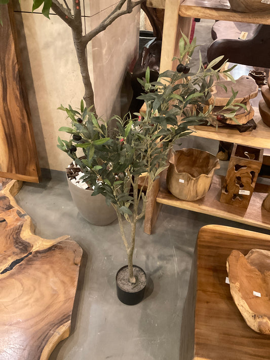 Olive tree