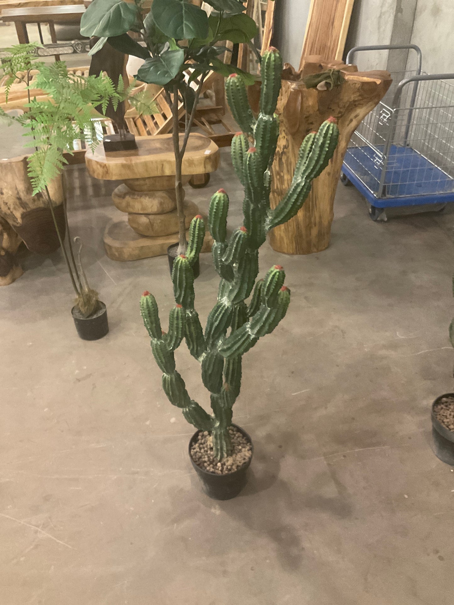 صباره متفرعه حجم كبير