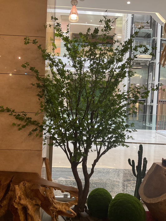 Plant.p240.L3m