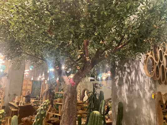 Big tree zayton