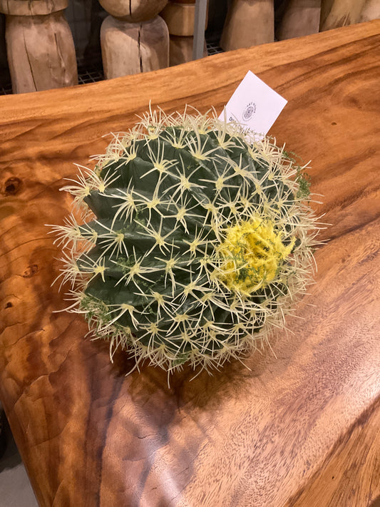 Cactus, ball-shaped, medium size